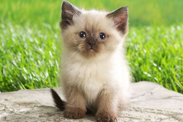 Почему с котом нужно регулярно играть: ветеринары объяснили потребность животного