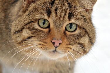 С купанием проблем не будет: какие породы кошек любят воду