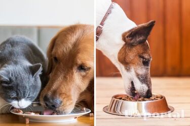 Вологий чи сухий: яким кормом краще годувати собаку