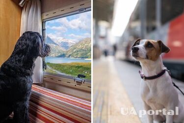 Перевезення тварини у потязі: чи потрібно купувати окремий квиток