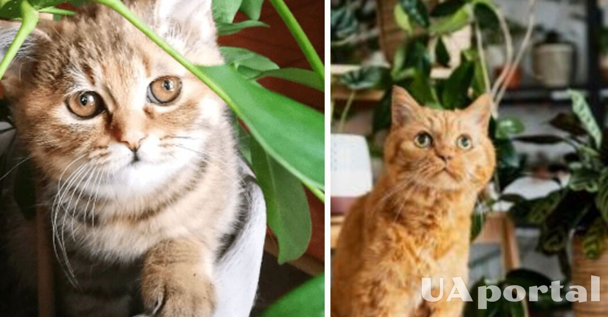 Почему коты любят грызть домашние растения: ветеринары дали шокирующий ответ