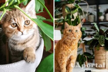 Почему коты любят грызть домашние растения: ветеринары дали шокирующий ответ