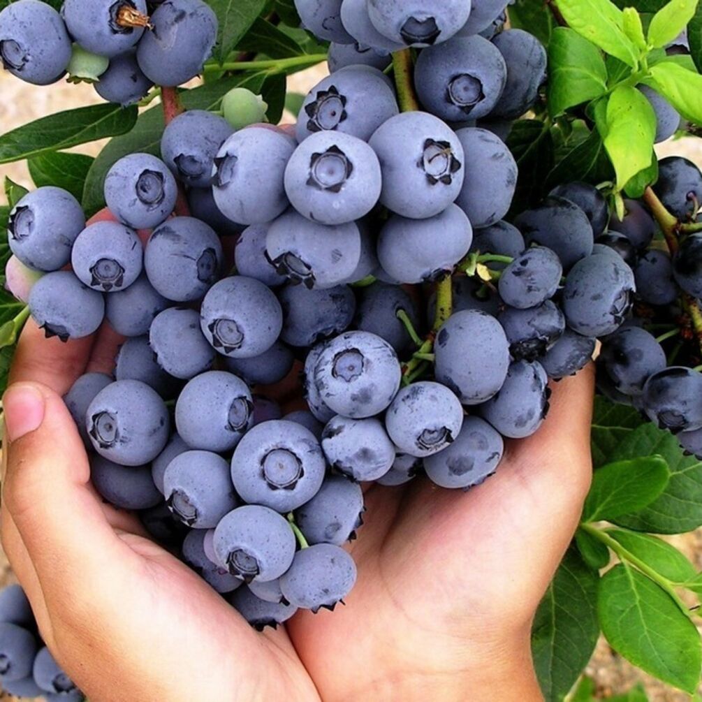 Лохина: суперфуд для мозку