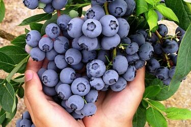 Лохина: суперфуд для мозку