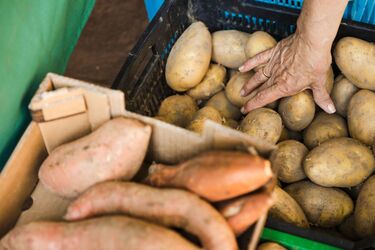 Зміни в цінах на картоплю: що чекає на ринок в Україні