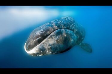 Можуть жити до 200 років: науковці розкрили таємниці унікальних арктичних ссавців