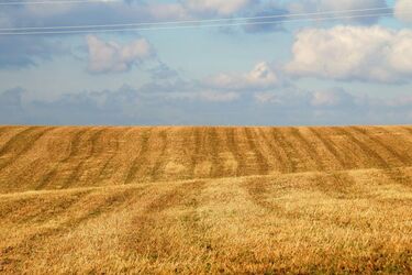В Україні здешевшала земля: на скільки впала ціна за гектар