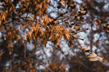 Холодний удар: де в Україні три ночі триматиметься перший рівень небезпеки через заморозки
