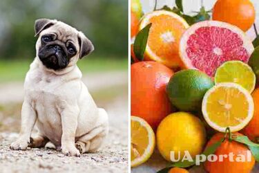 Є важливі нюанси: чи можна давати собакам цитрусові