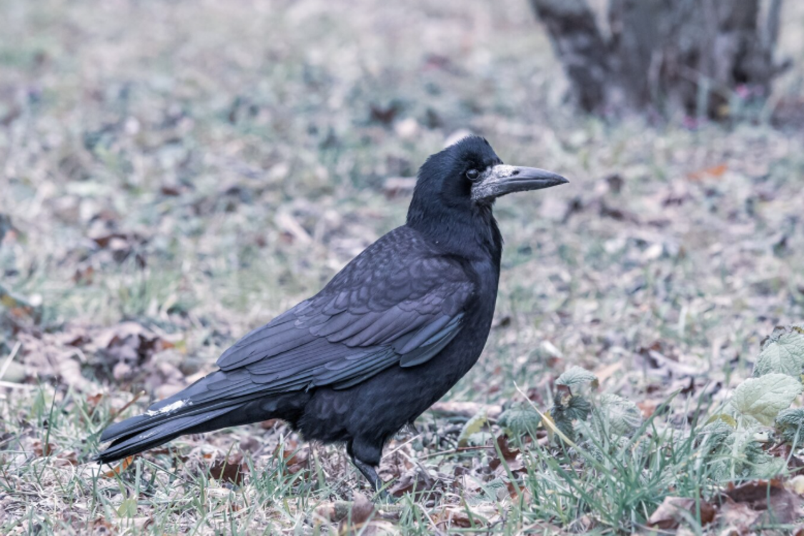 Птахи залишаються зимувати в Україні: що сталося з природним феноменом
