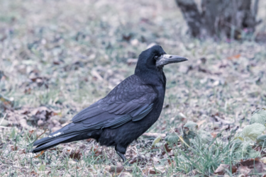 Птахи залишаються зимувати в Україні: що сталося з природним феноменом