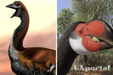 Вчені назвали найбільшого доісторичного птаха: був важчим за корову