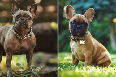 Не для нежных носов: какие породы собак неприятно пахнут