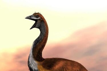 Найбільший птах у світі: чому він зник і до чого тут люди