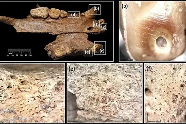 Ведмедів використовували для боїв із римськими гладіаторами: вчені знайшли докази (фото)