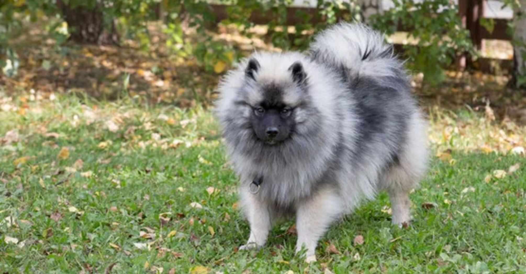 Они растопят самое холодное сердце: топ самых милых пород собак
