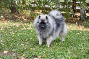 Они растопят самое холодное сердце: топ самых милых пород собак