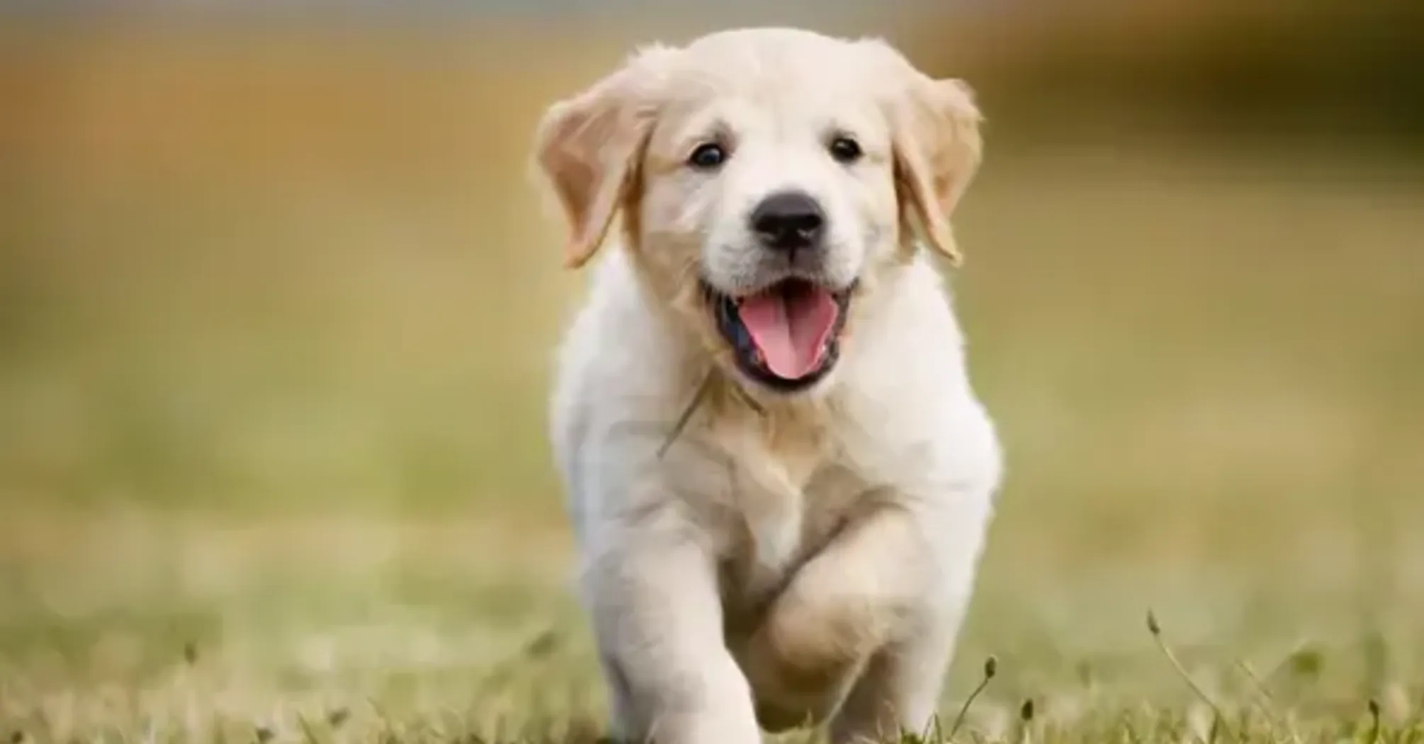 Дворняги vs породисті: хто має вищий інтелект   