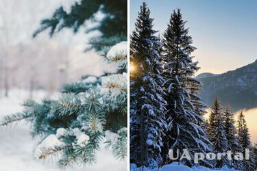 До 24 градусів морозу: де в Україні буде найхолодніше цього тижня