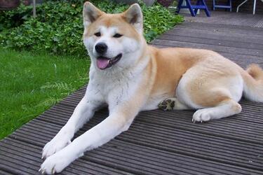 Друзі на все життя: топ найвідданіших порід собак