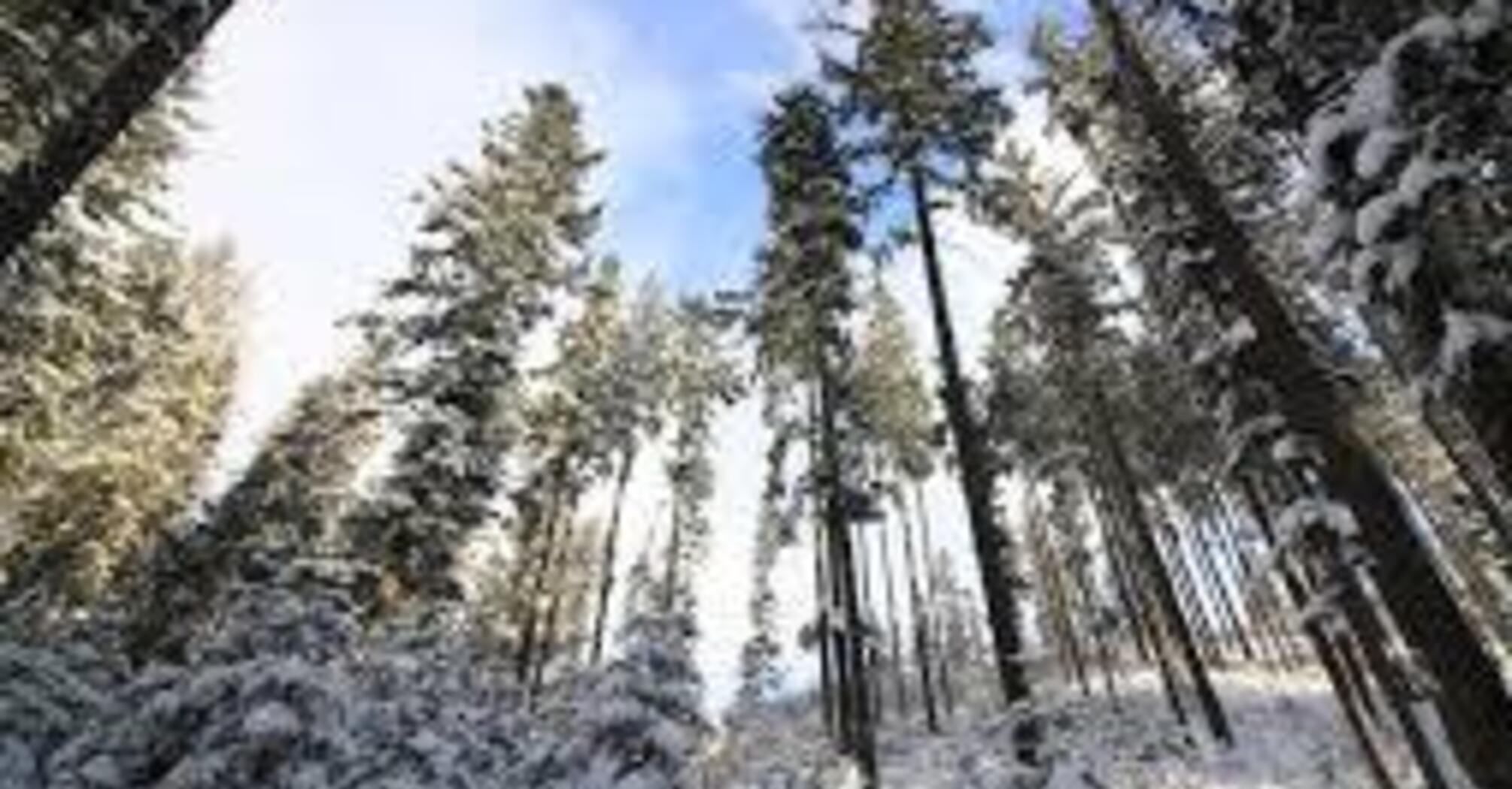 Где в Украине ожидать сильных осадков 15 января