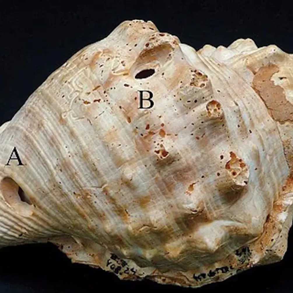 Люди использовали 'рации' 6 тысяч лет назад: ученые нашли доказательства (фото)