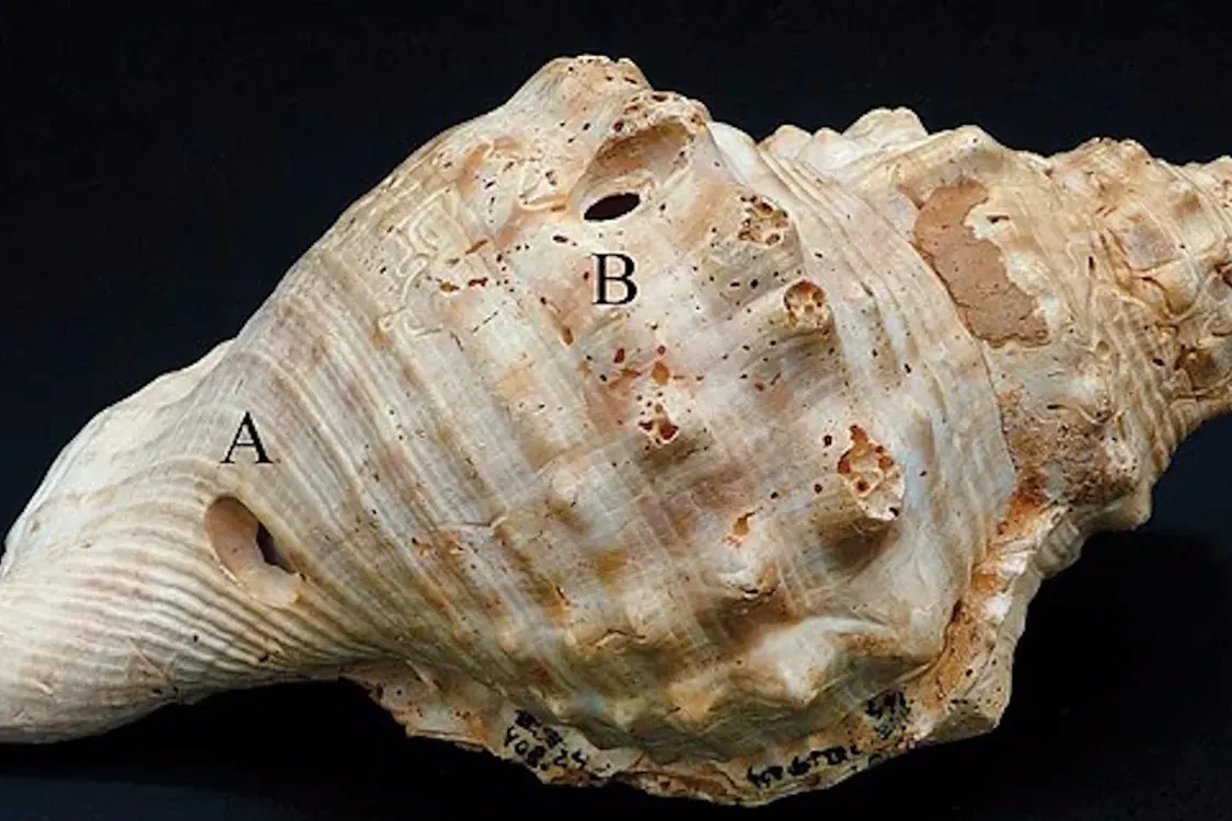 Люди использовали 'рации' 6 тысяч лет назад: ученые нашли доказательства (фото)