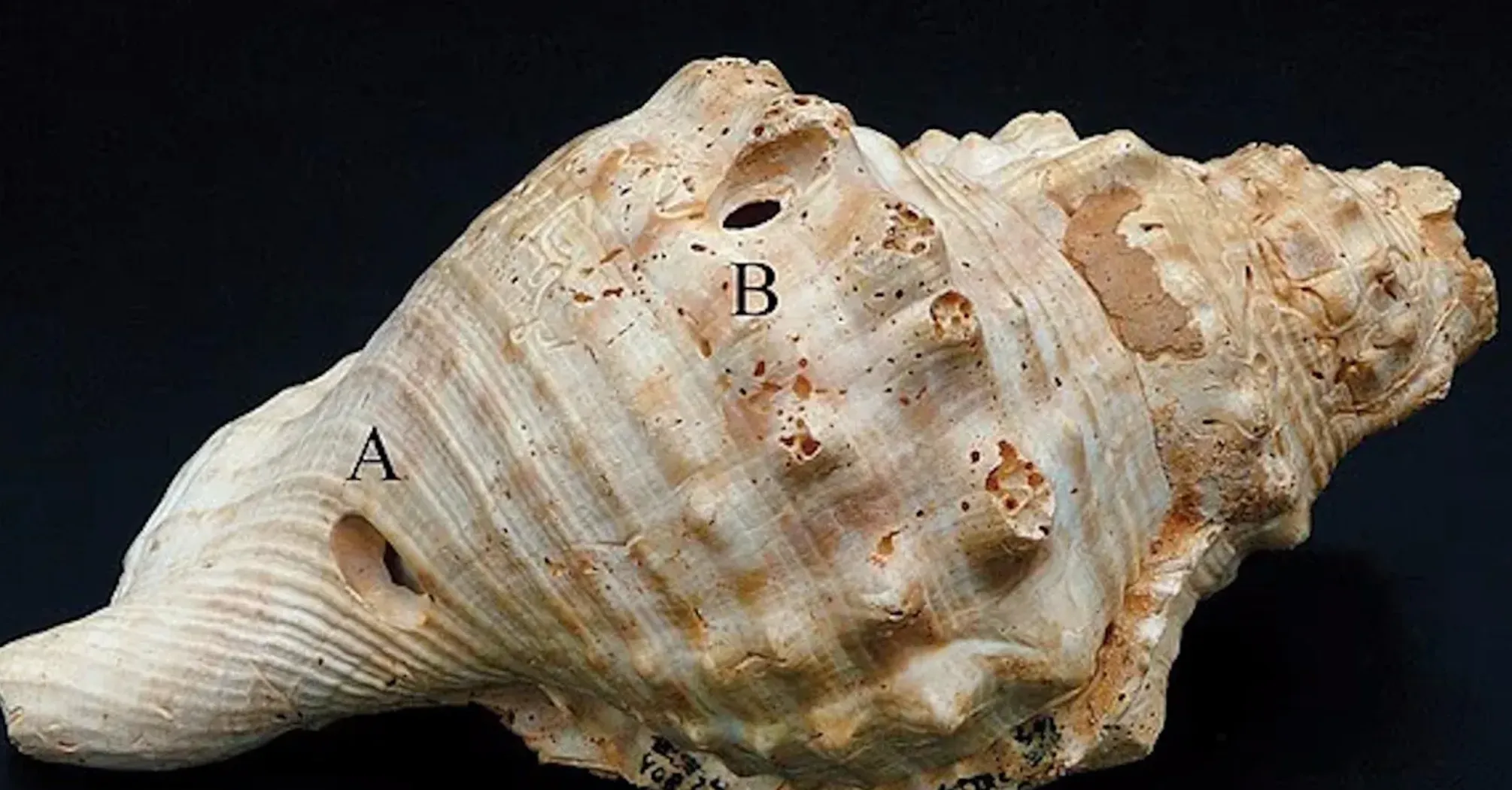 Люди використовували 'рації' 6 тисяч років тому: вчені знайшли докази (фото)