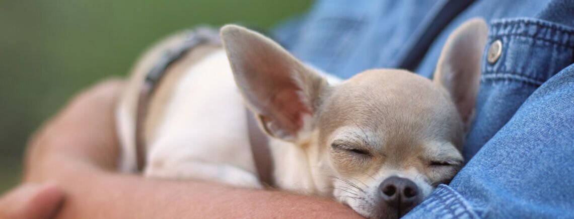 Не витрачатимете гроші на ветеринара: які породи собак рідко хворіють