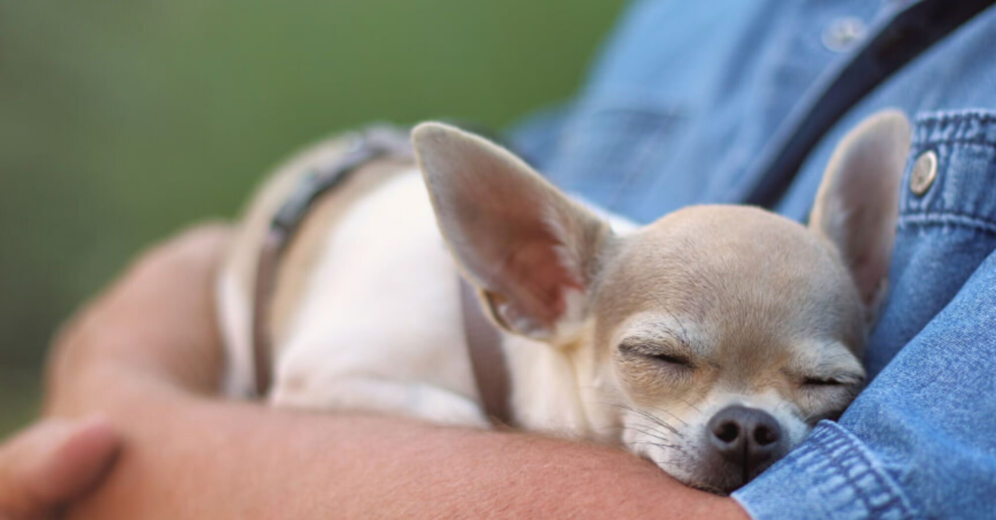 Не будете тратить деньги на ветеринара: какие породы собак редко болеют
