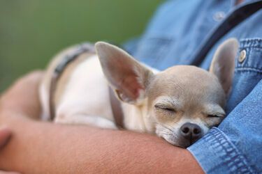 Не будете тратить деньги на ветеринара: какие породы собак редко болеют