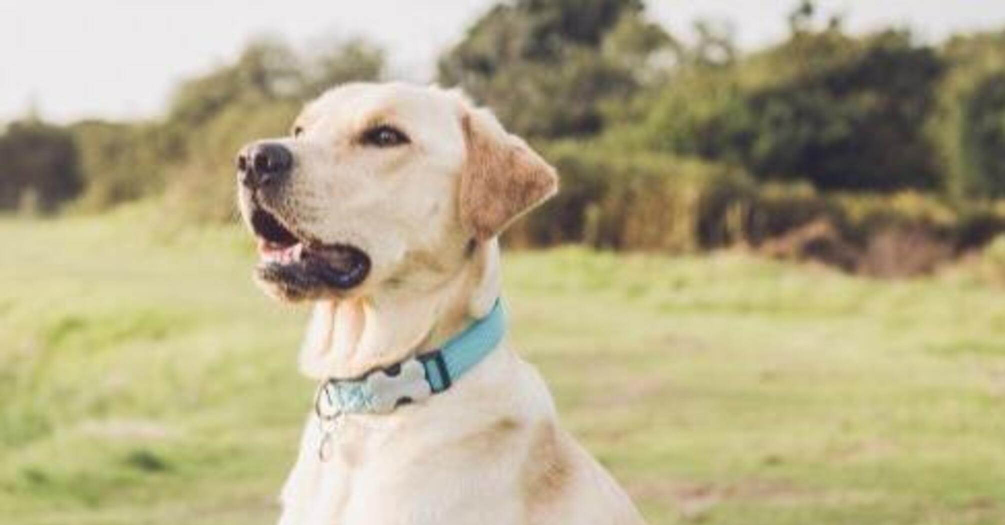 Спокойные и вежливые: топ пород собак, отлично подходящих новичкам