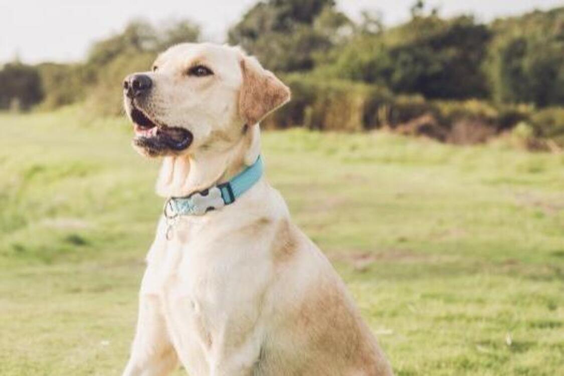 Спокійні та чемні: топ порід собак, які чудово підходять новачкам