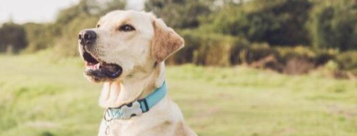 Спокойные и вежливые: топ пород собак, отлично подходящих новичкам