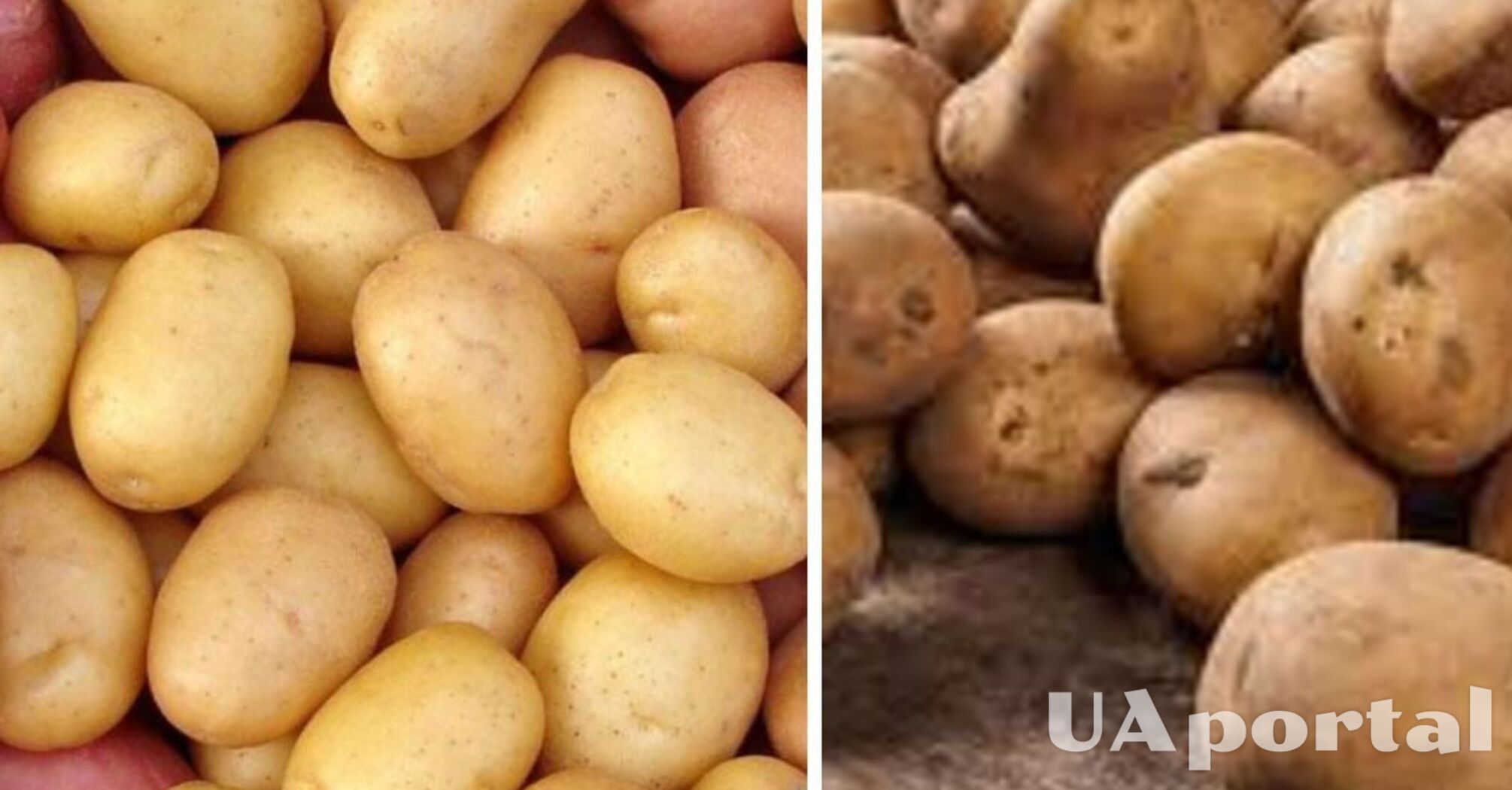 В Україні подорожчав популярний овоч: яка ціна за кілограм   