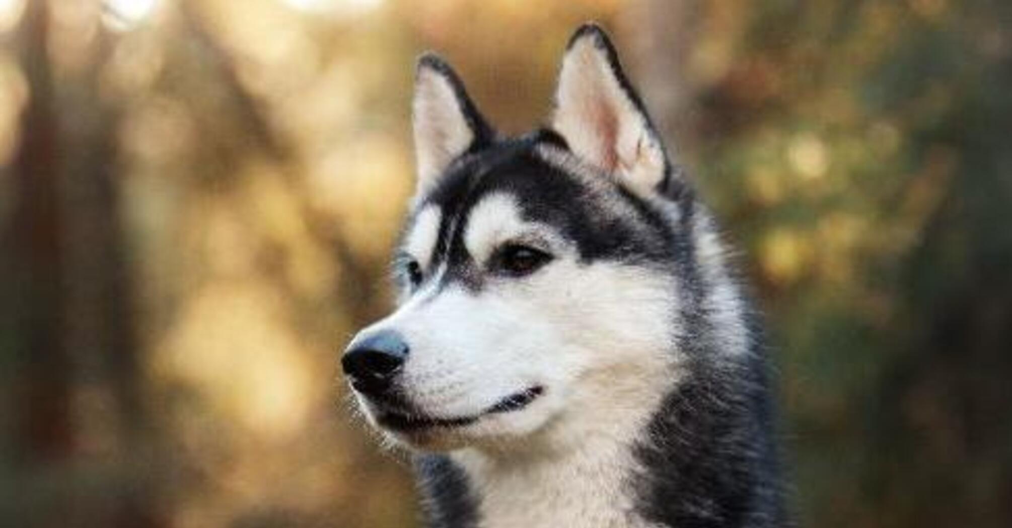 Ветеринар назвал породы собак, требующих очень сложного ухода