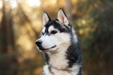 Ветеринар назвал породы собак, требующих очень сложного ухода