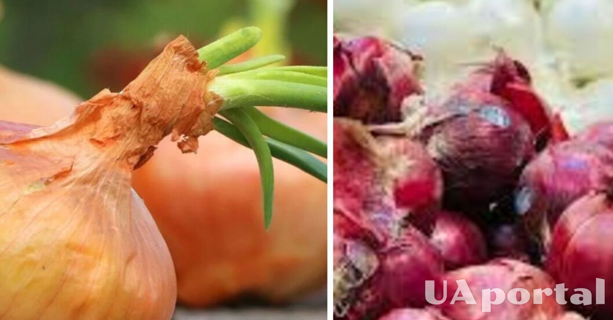 В Україні подешевшав один з овочів борщового набору: скільки коштує   