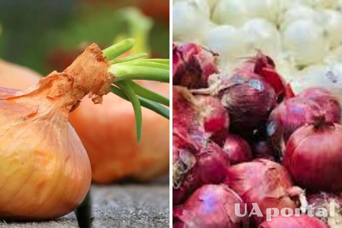 В Украине подешевел один из овощей борщового набора: сколько стоит