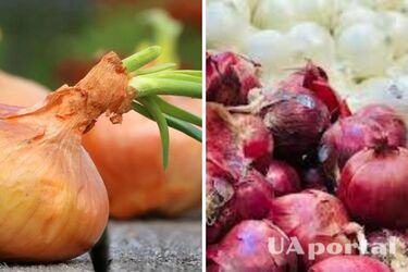 В Україні подешевшав один з овочів борщового набору: скільки коштує