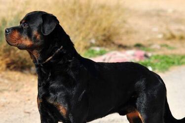 Точно защитят: топ лучших собак охранников для женщин