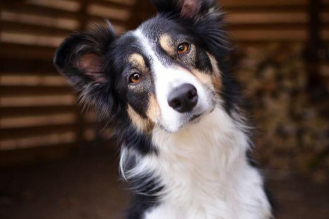 Можуть бути небезпечними: топ порід собак, яких не варто заводити сімʼям з дітьми