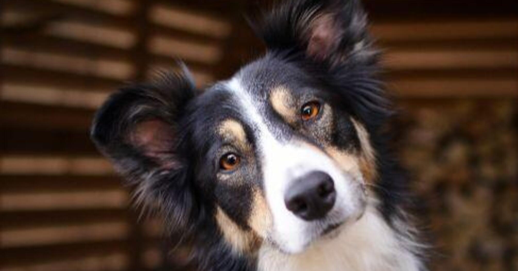 Могут быть опасными: топ пород собак, которых не стоит заводить семьям с детьми