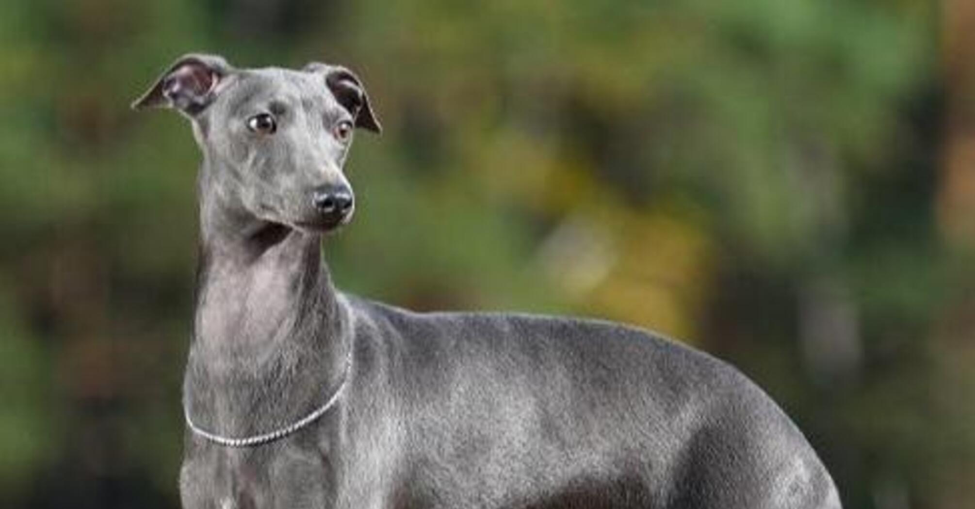 Не нужно тратиться на ветеринара: топ пород собак с крепким здоровьем