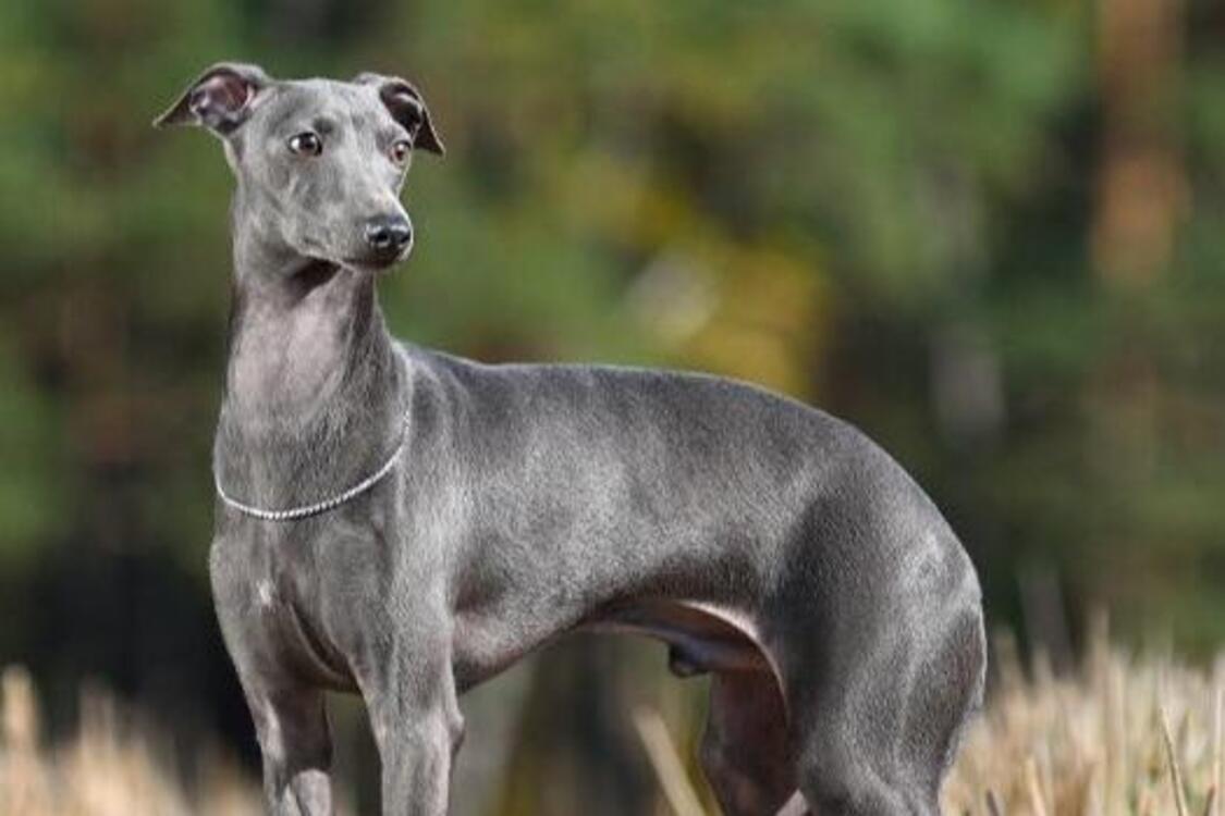 Не нужно тратиться на ветеринара: топ пород собак с крепким здоровьем