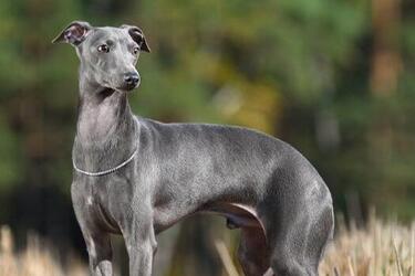 Не потрібно витрачатись на ветеринара: топ порід собак з міцним здоровʼям