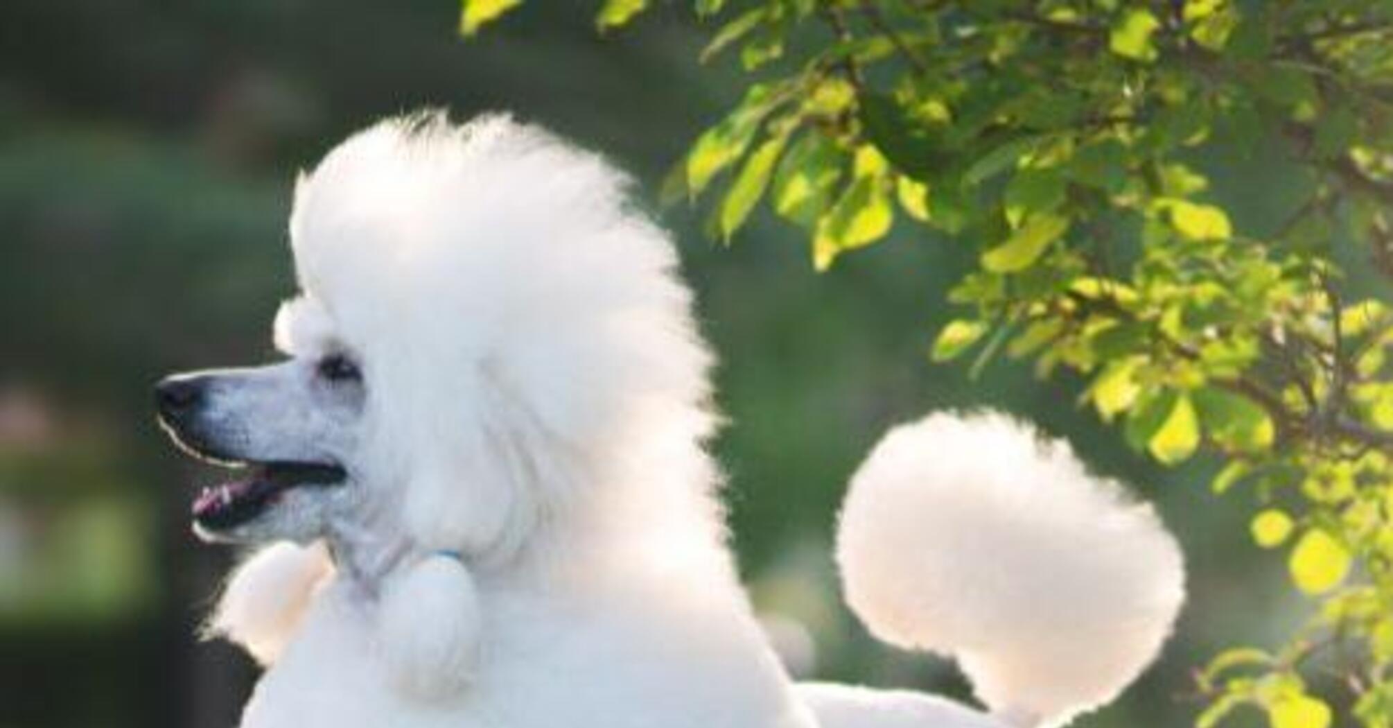 Ідеальні для початківців: топ порід собак, які не потребують особливого догляду   