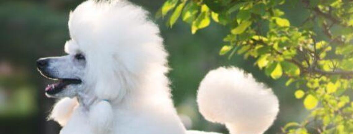 Ідеальні для початківців: топ порід собак, які не потребують особливого догляду