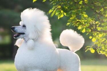 Идеальные для начинающих: топ пород собак, не требующих особого ухода