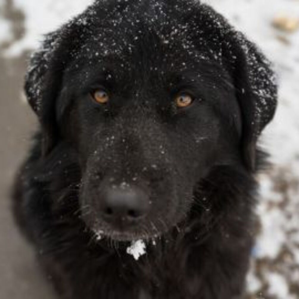 Як вберегти лапи собаки від замерзання та впливу протиожеледної суміші: поради ветеринара